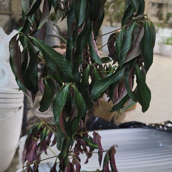 Photo of the plant species Peach Tree by @SilkenBeech34 named Elle on Greg, the plant care app
