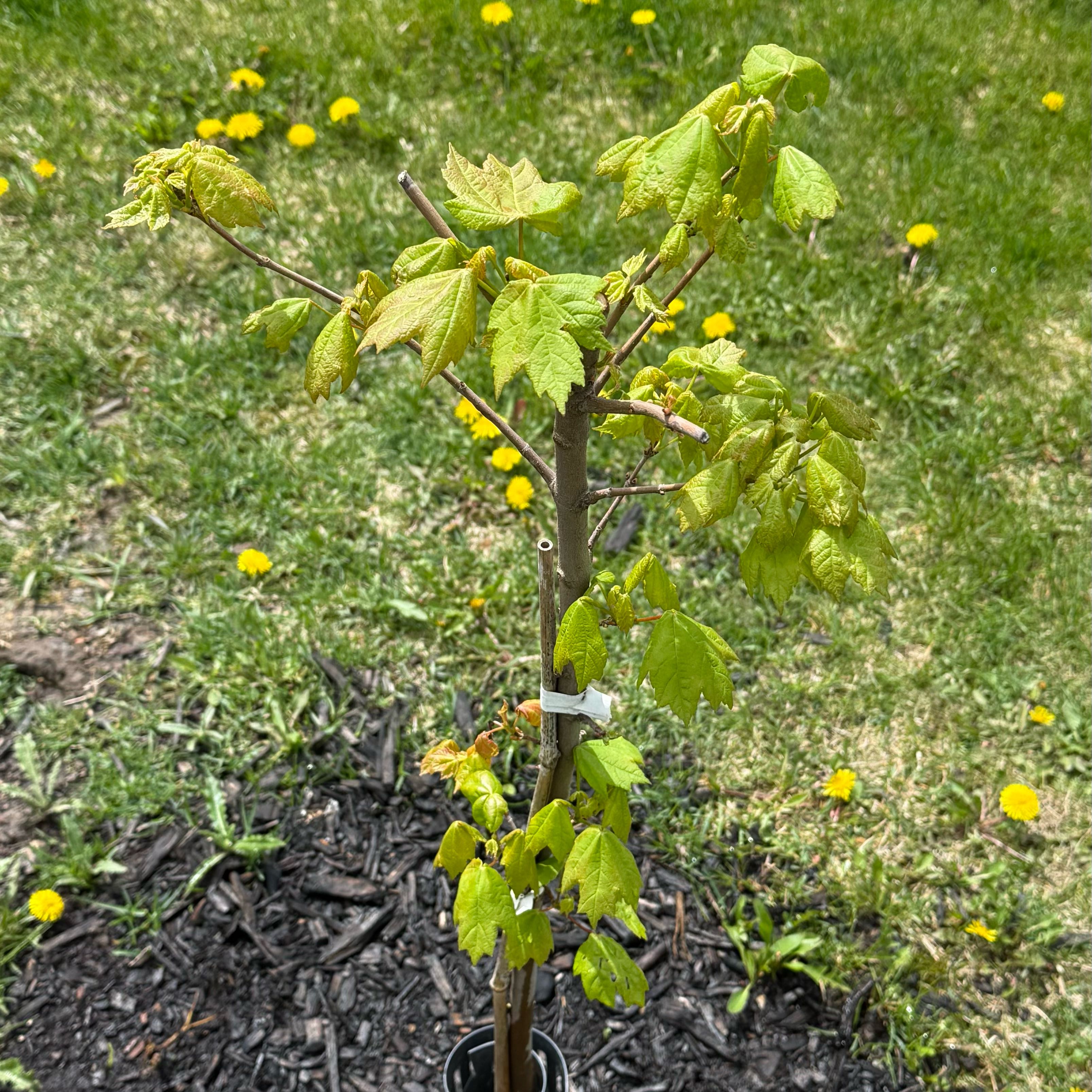 Photo of the plant species Autumn Blaze Maple by @kimberly_wethal named Delilah on Greg, the plant care app