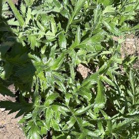 Photo of the plant species Oriental Poppy by @FabDodder75 named Momma Poppy on Greg, the plant care app