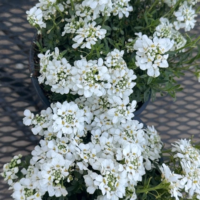 Photo of the plant species Evergreen Candytuft by @FabDodder75 named Homer on Greg, the plant care app