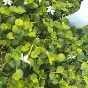 Photo of the plant species Blue Star Creeper by @FabDodder75 named Starry on Greg, the plant care app