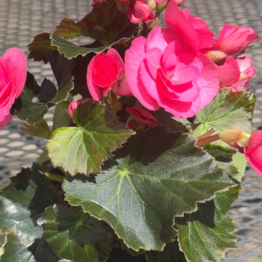 Photo of the plant species Rieger Begonia by @FabDodder75 named Coco on Greg, the plant care app