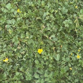 Photo of the plant species Creeping Buttercup by @FabDodder75 named Lola on Greg, the plant care app
