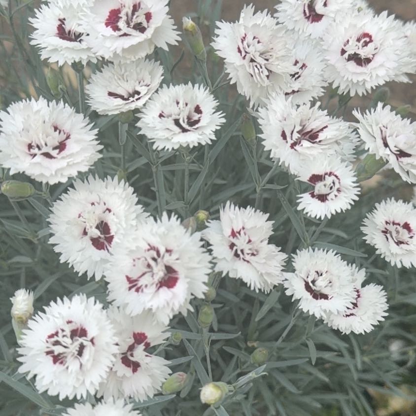 Photo of the plant species Border Carnation by @FabDodder75 named Elina on Greg, the plant care app