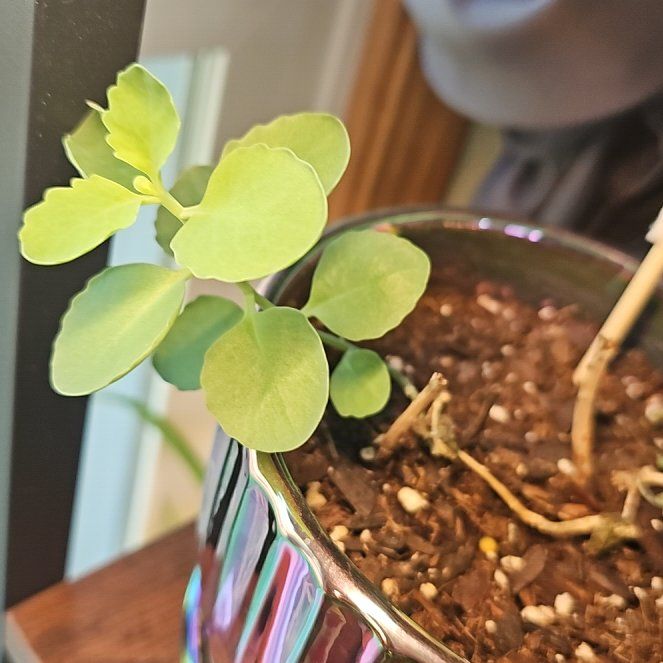Photo of the plant species Sedum 'Matrona' by @YeveHoyabella33 named Winston on Greg, the plant care app