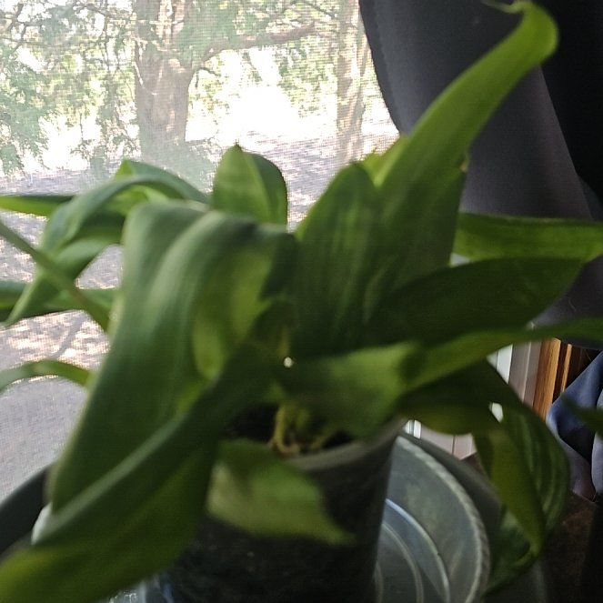 Photo of the plant species dwarf snake plant ocean star by @YeveHoyabella33 named Harry on Greg, the plant care app