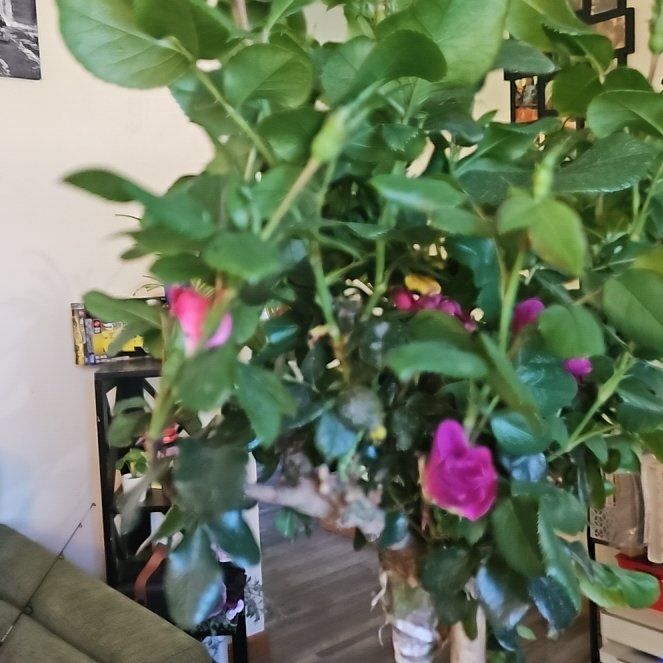 Photo of the plant species Knock Out Petite Rose by @YeveHoyabella33 named Rosey on Greg, the plant care app