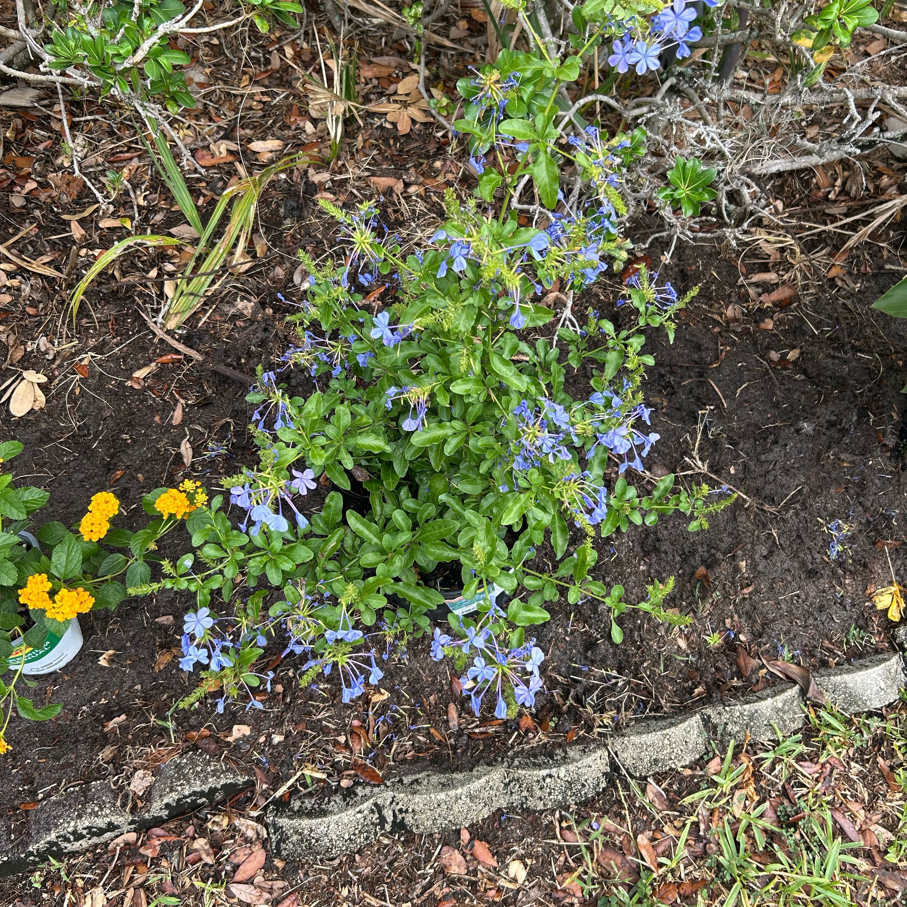 Photo of the plant species Blue Plumbago by @CosmicGreen66 named Diana on Greg, the plant care app