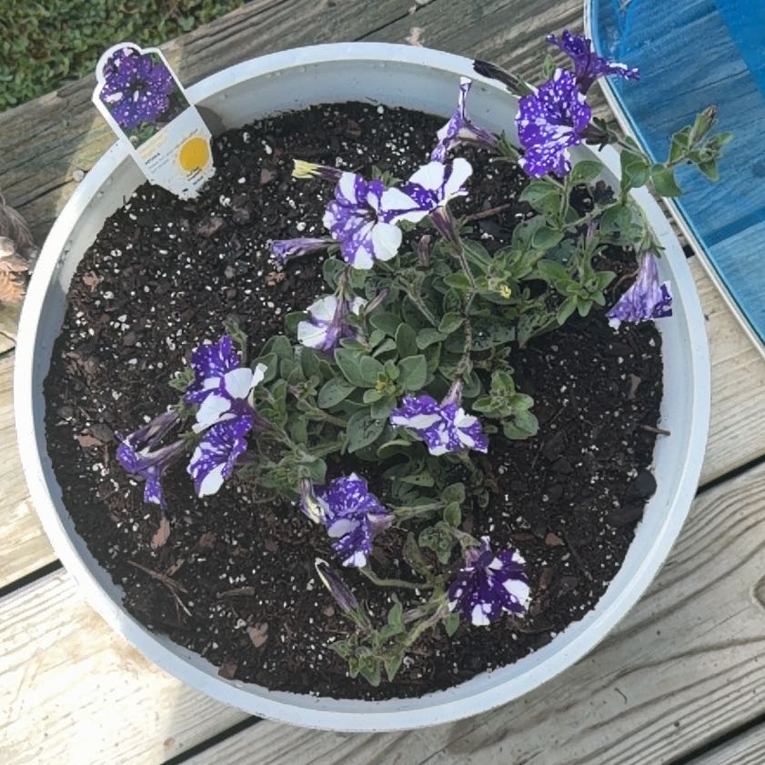 Photo of the plant species Petunia Headliner by @CuteBuroak39 named Aristotle on Greg, the plant care app