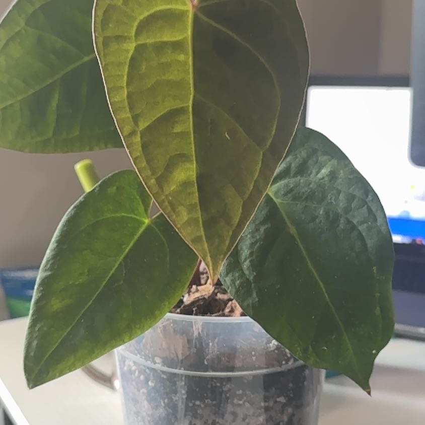 Photo of the plant species Anthurium papillilaminum by @PropheticBibi named Plato on Greg, the plant care app