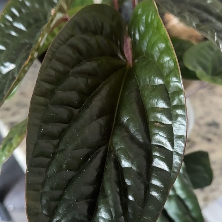 Photo of the plant species Anthurium Radicans x Luxurians by @PropheticBibi named Marilyn on Greg, the plant care app