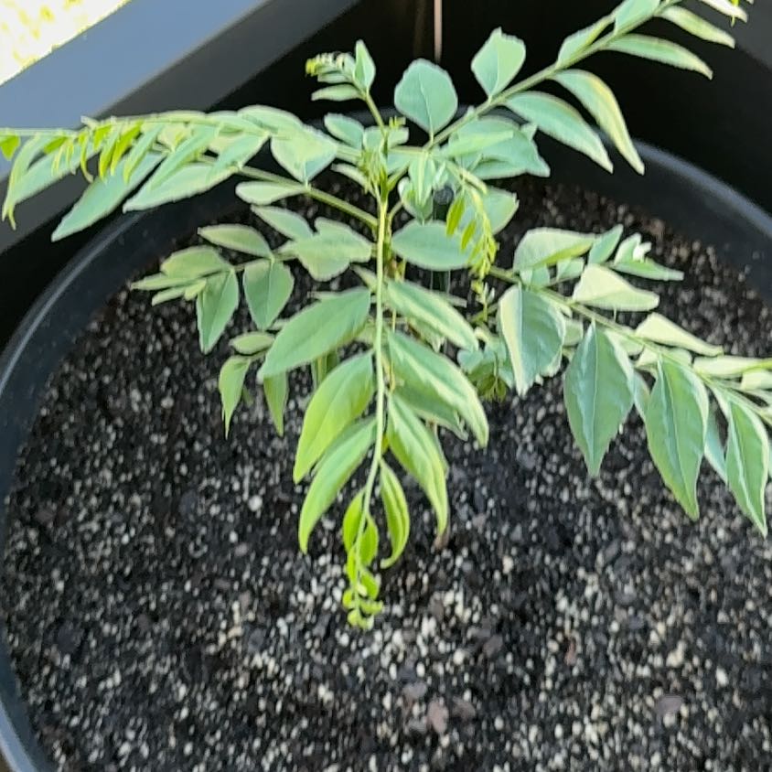 Photo of the plant species Curry Tree by @PremiumFernmoss named Sir Plancelot on Greg, the plant care app
