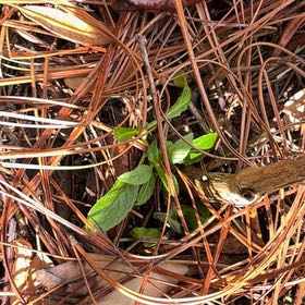 Photo of the plant species Hooded Pitcherplant by @PetCowpea38 named Bodhi on Greg, the plant care app
