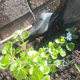 Photo of the plant species Trailing Bacopa by @YevePegaropa76 named Achilles on Greg, the plant care app