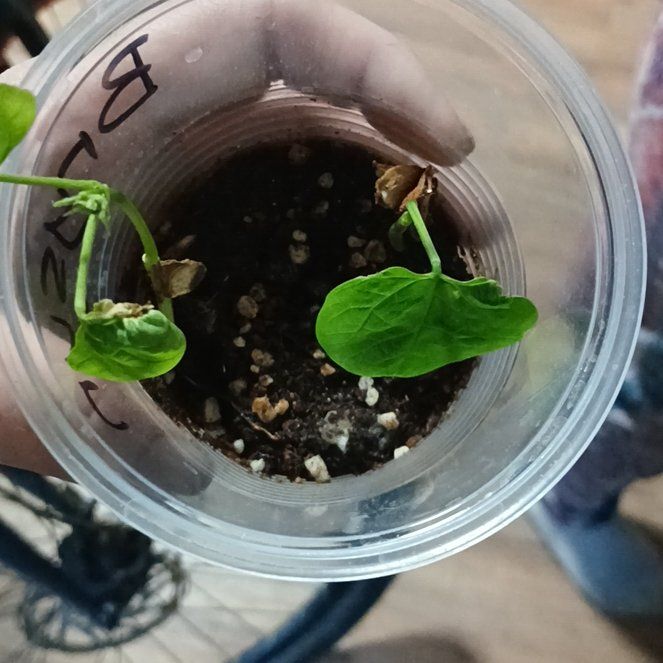 Photo of the plant species Lima Bean by @ModelAnahaw95 named Athena on Greg, the plant care app