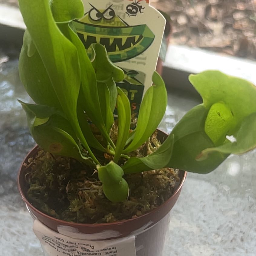 Photo of the plant species Hooded Pitcherplant by @BigwigOtanthus9 named Wall-E on Greg, the plant care app