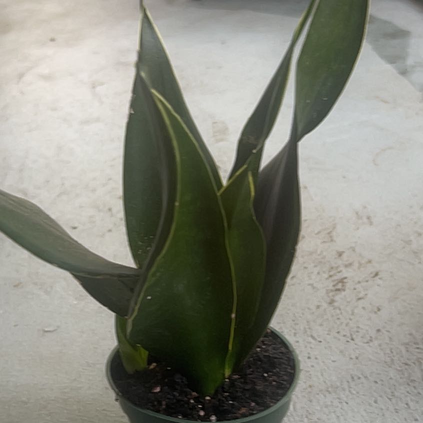 Photo of the plant species Sansaveria fernwood by @BigwigOtanthus9 named Michelle Branch on Greg, the plant care app