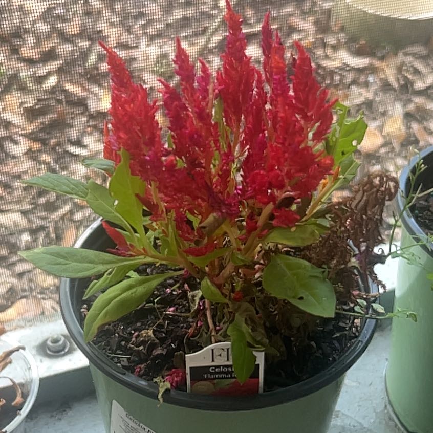 Photo of the plant species Celosia by @BigwigOtanthus9 named Mollie on Greg, the plant care app