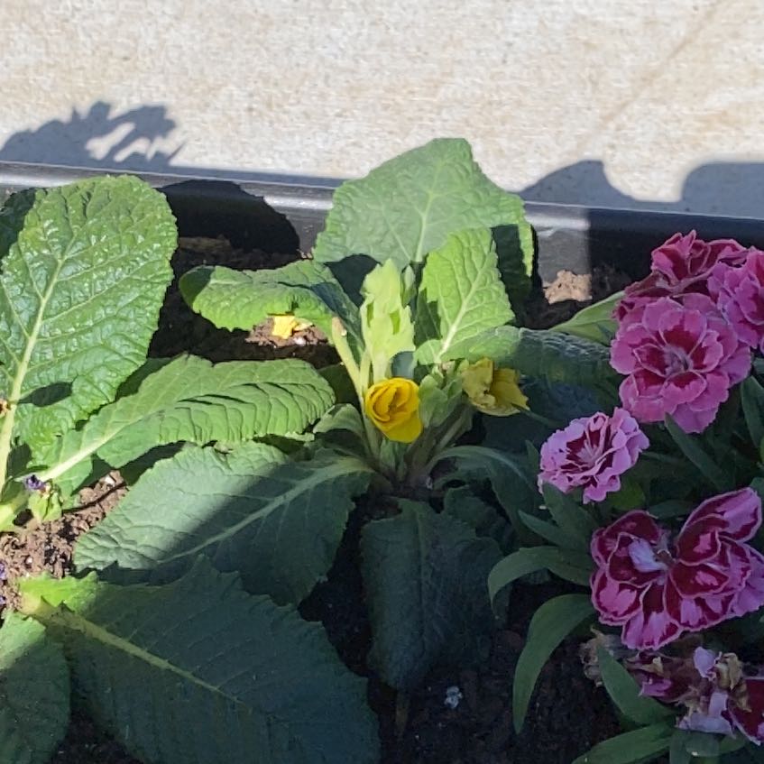 Photo of the plant species Common Primrose by @KeyRedlion67 named Dolores on Greg, the plant care app