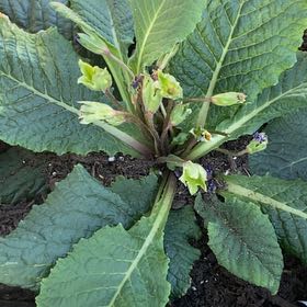 Photo of the plant species Common Primrose by @KeyRedlion67 named Sigmund on Greg, the plant care app