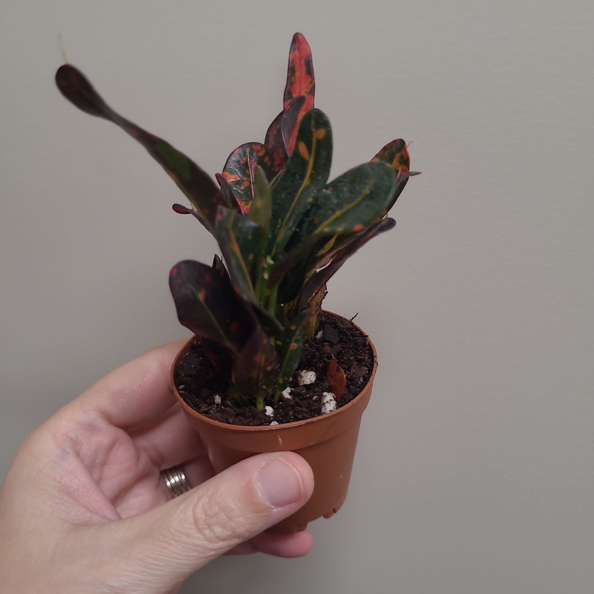 Photo of the plant species Bush on Fire Croton by @LeadElkweed50 named Keanu Leaves on Greg, the plant care app