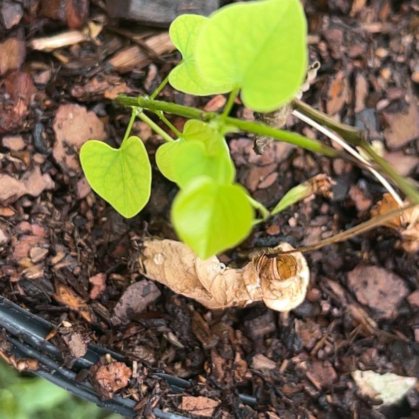 Photo of the plant species Carolina Moonseed by @HighEmoryoak87 named Lebron on Greg, the plant care app