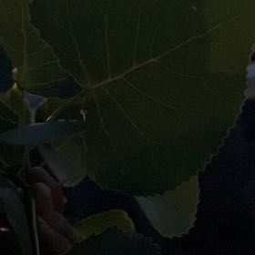 Photo of the plant species Common Cottonwood by @HighEmoryoak87 named Spike Leaves on Greg, the plant care app