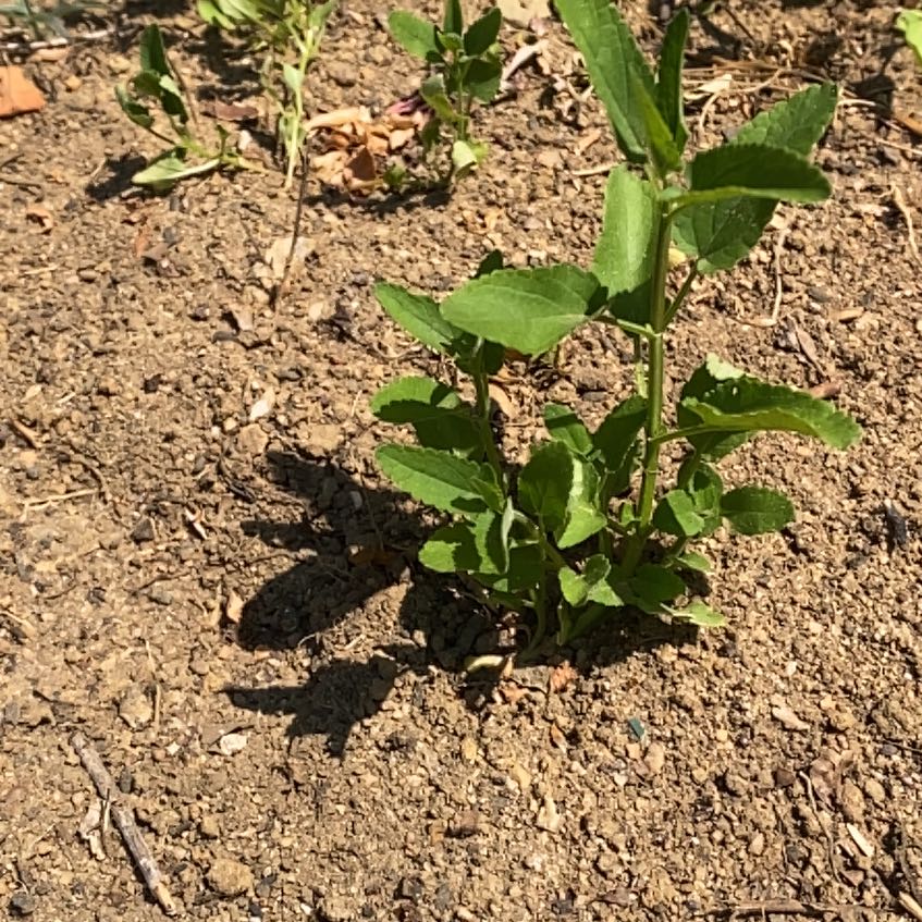 Photo of the plant species Blood Sage by @StarRoussea6 named Forrest on Greg, the plant care app