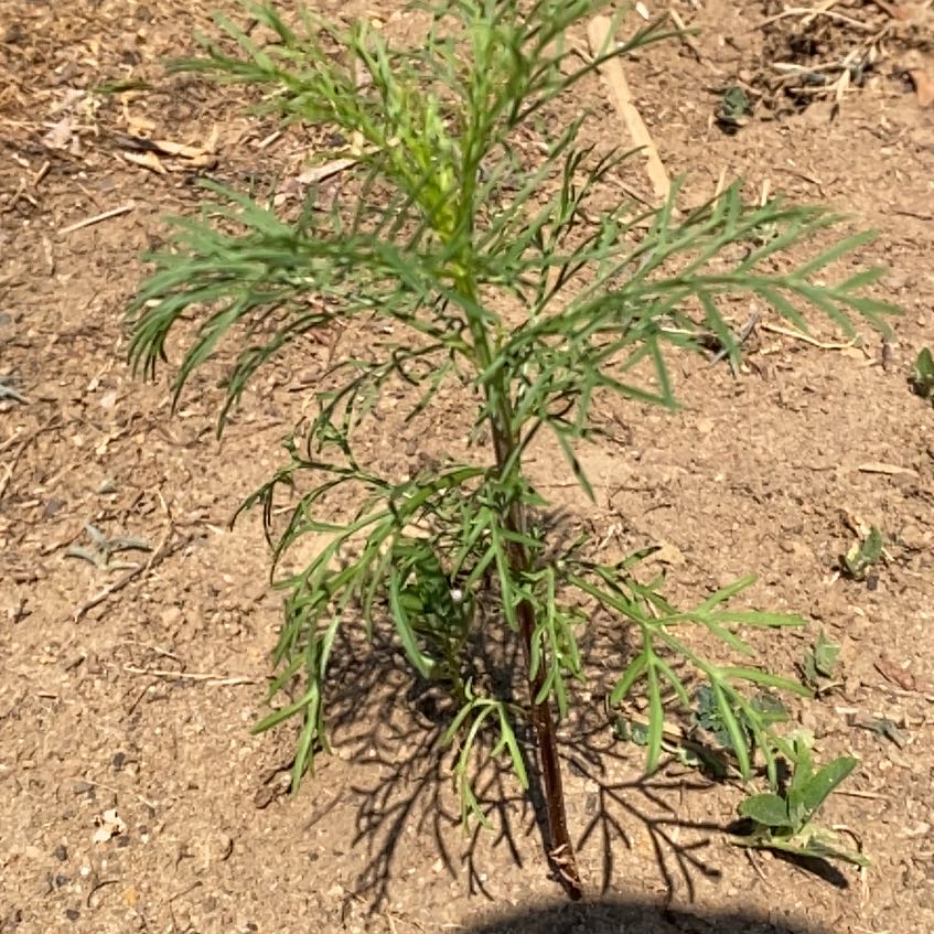 Photo of the plant species Garden Cosmos by @StarRoussea6 named Cleopatra on Greg, the plant care app