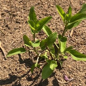 Photo of the plant species Wild Petunia by @StarRoussea6 named Mollie on Greg, the plant care app