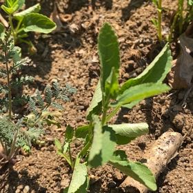 Photo of the plant species Herb Sophia by @StarRoussea6 named Sherlock on Greg, the plant care app