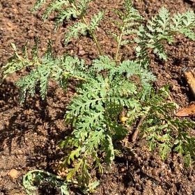 Photo of the plant species Herb Sophia by @StarRoussea6 named Gobi on Greg, the plant care app