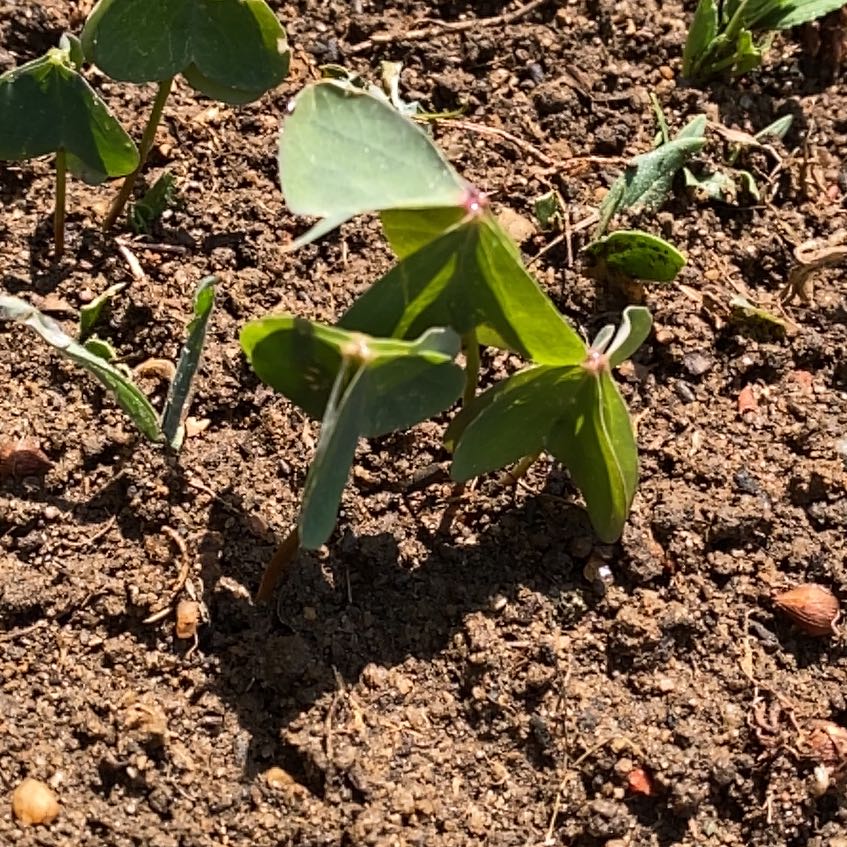 Photo of the plant species Broadleaf Woodsorrel by @StarRoussea6 named Michelle Branch on Greg, the plant care app