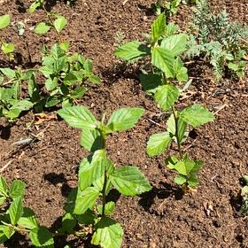 Photo of the plant species Threelobe False Mallow by @StarRoussea6 named Muhammad Ali on Greg, the plant care app