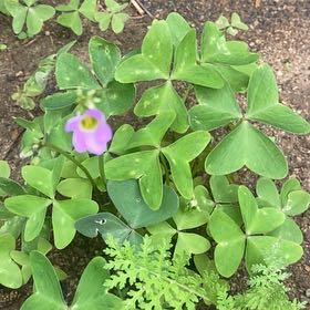 Photo of the plant species Broadleaf Woodsorrel by @StarRoussea6 named Achilles on Greg, the plant care app