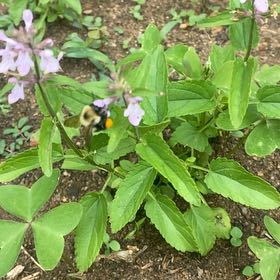 Photo of the plant species Common Verbena by @StarRoussea6 named Sanders on Greg, the plant care app