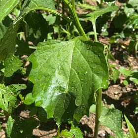Photo of the plant species Cutleaf Groundcherry by @StarRoussea6 named Surya on Greg, the plant care app
