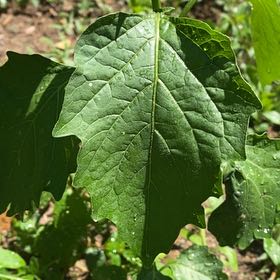 Photo of the plant species Cutleaf Groundcherry by @StarRoussea6 named Sproutacus on Greg, the plant care app