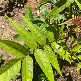 Photo of the plant species Tree-of-Heaven by @StarRoussea6 named Beckham on Greg, the plant care app
