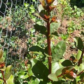Photo of the plant species Cape Myrtle by @StarRoussea6 named Terra on Greg, the plant care app