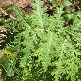 Photo of the plant species Phacelia by @StarRoussea6 named Mando on Greg, the plant care app