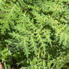 Photo of the plant species Phacelia by @StarRoussea6 named Zeus on Greg, the plant care app
