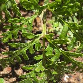 Photo of the plant species Lesser Swinecress by @StarRoussea6 named Lebron on Greg, the plant care app