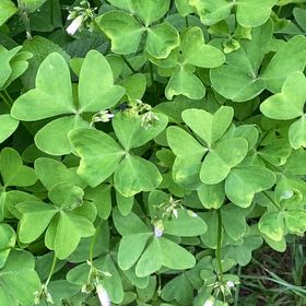 Photo of the plant species Broadleaf Woodsorrel by @StarRoussea6 named Stella on Greg, the plant care app