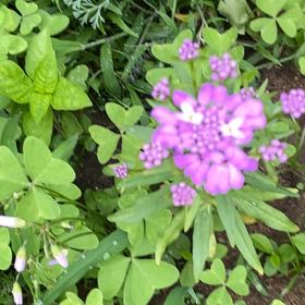 Photo of the plant species Iberis Umbellata by @StarRoussea6 named Peter Parker on Greg, the plant care app