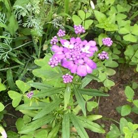 Photo of the plant species Iberis Umbellata by @StarRoussea6 named Zion on Greg, the plant care app
