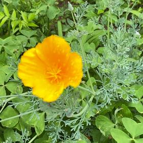 Photo of the plant species California Poppy by @StarRoussea6 named Plato on Greg, the plant care app