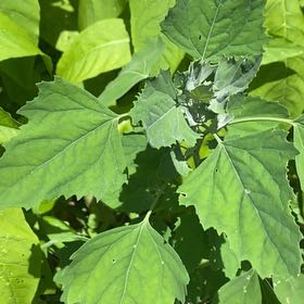 Photo of the plant species Lateflowering Goosefoot by @StarRoussea6 named Anne on Greg, the plant care app