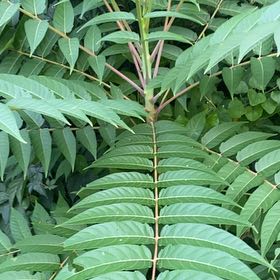 Photo of the plant species Ailanthus Altissima by @StarRoussea6 named Bodhi on Greg, the plant care app