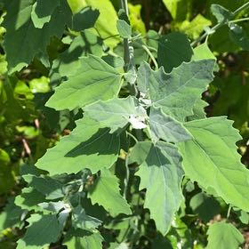 Photo of the plant species White Goosefoot by @StarRoussea6 named Captain Plant-it on Greg, the plant care app